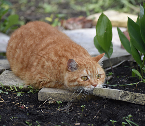 Katze belauert etwas im Garten